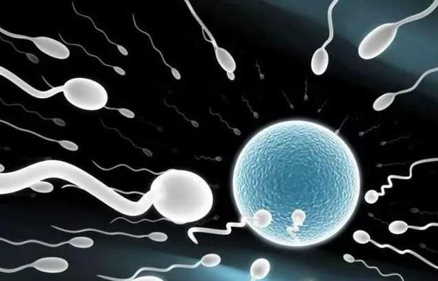 女性排卵期内能排出几颗卵子？成熟卵子又能存活多久？