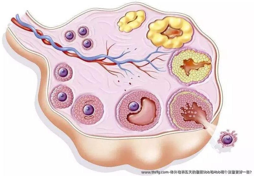 体外培养五天的囊胚5bb和4bb哪个质量更好一些?