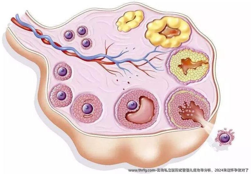 云南私立医院试管婴儿成功率分析，2024来这怀孕就对了