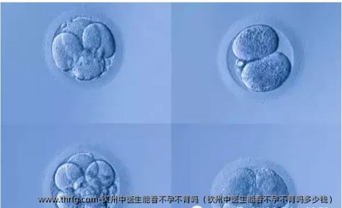 钦州中医生能看不孕不育吗（钦州中医生能看不孕不育吗多少钱）