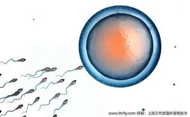 详解：上海三代试管步骤和技术